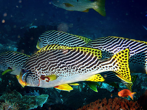 Plectorhinchus lineata